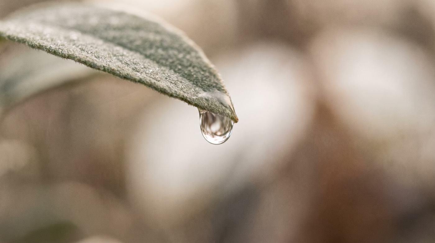 Cohérence cardiaque : une goutte d'eau suspendue au bout d'une feuille, dans une lumière douce du matin