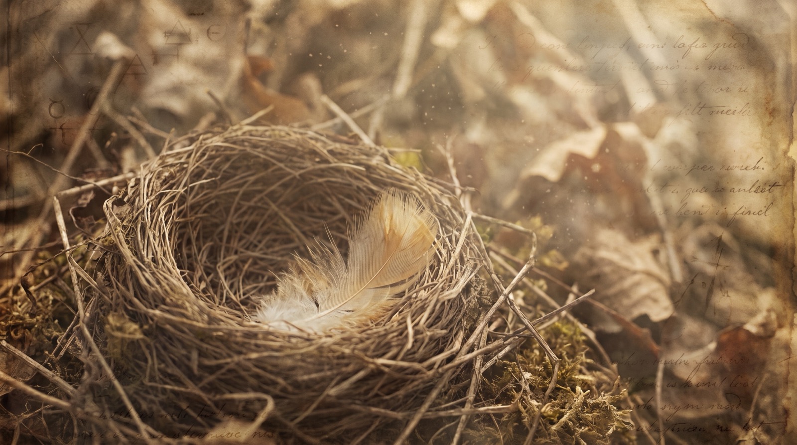 Un nid d'oiseau vide posé sur des branches sèches et de la mousse, une petite plume restée à l'intérieur