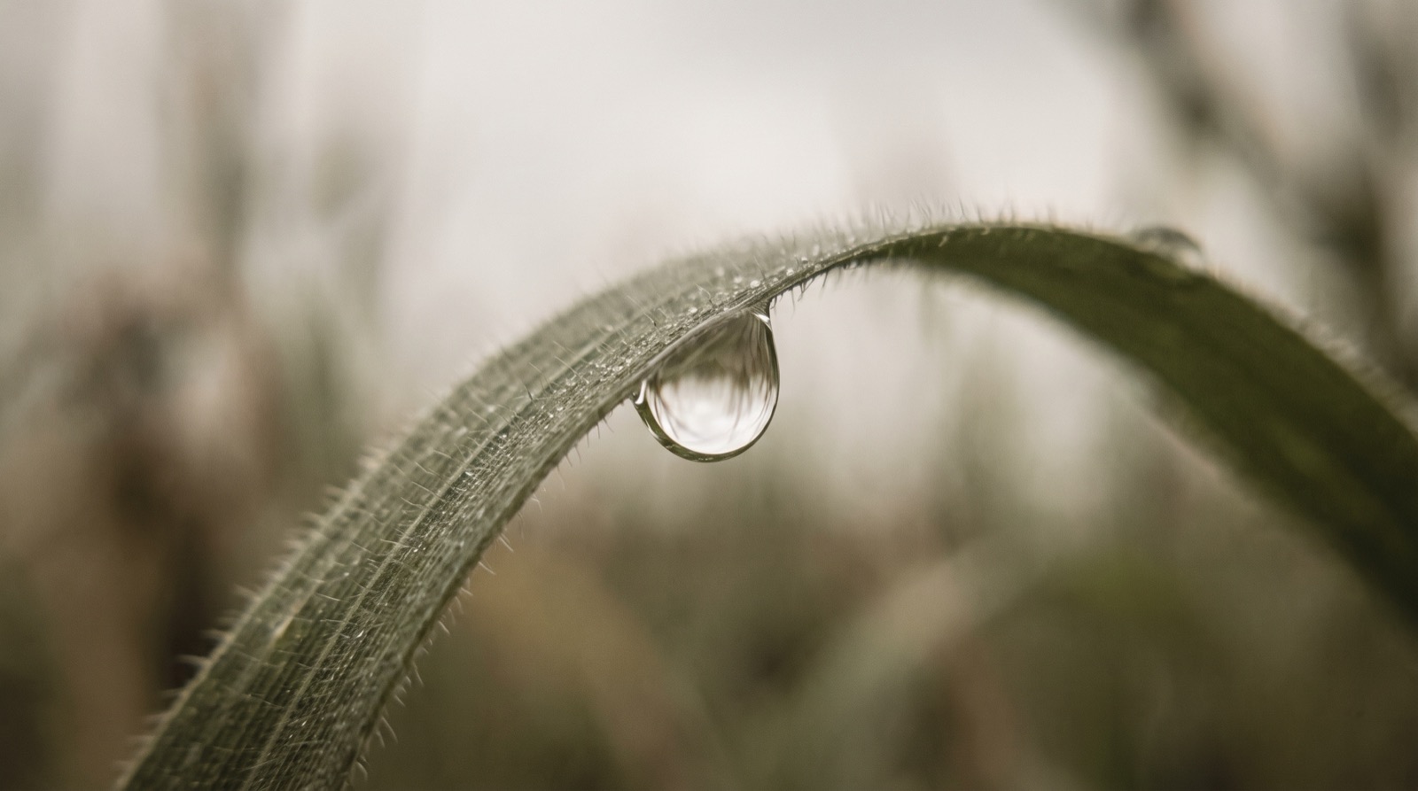 Pleine conscience : une goutte d'eau posée sur un brin d'herbe, dans une lumière douce