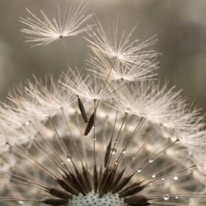 Breathwork et Clarification