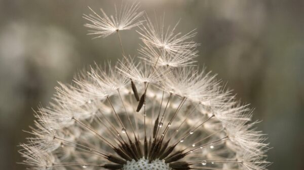Breathwork et Clarification