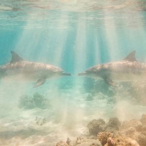 Deux dauphins face à face dans la lumière d'un lagon — Dyades et dauphins, Sataya