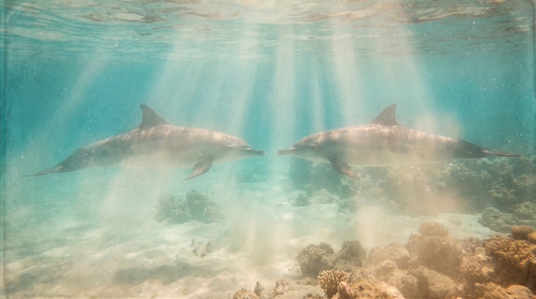 Deux dauphins face à face dans la lumière d'un lagon — Dyades et dauphins, Sataya