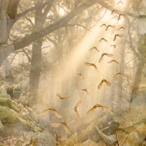 Des graines ailées descendent ensemble dans un rai de lumière voilée, au cœur d’un sous-bois — Sādhana