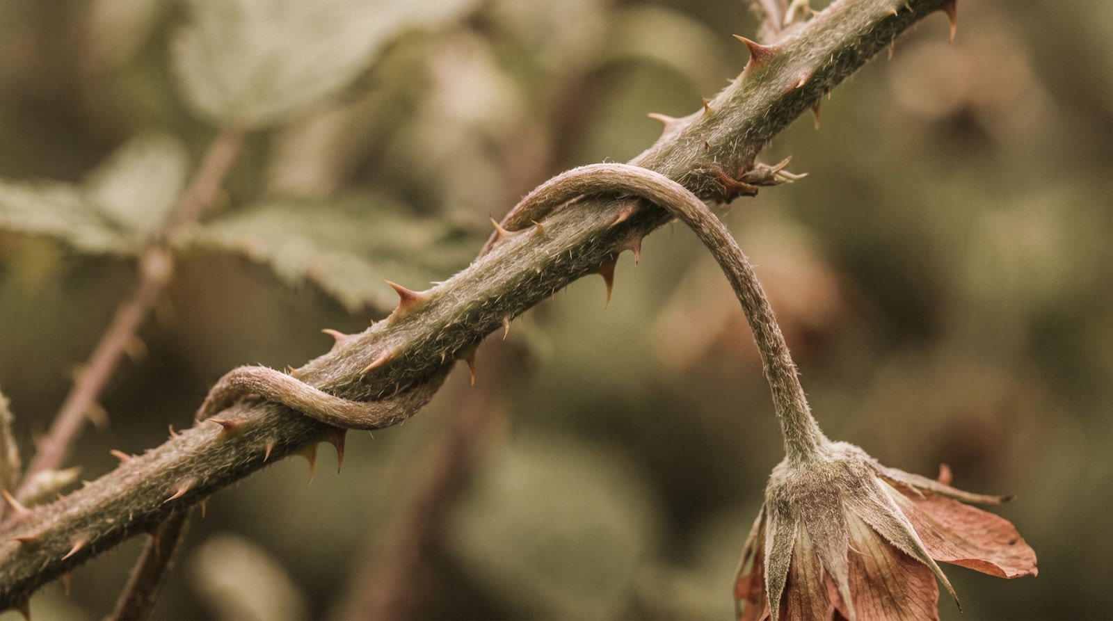 Relation toxique : une tige de ronce épineuse enroulée autour d'une fleur qui ploie