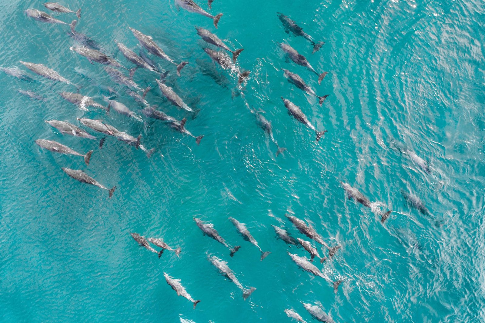 Dauphins dans le lagon de Sataya