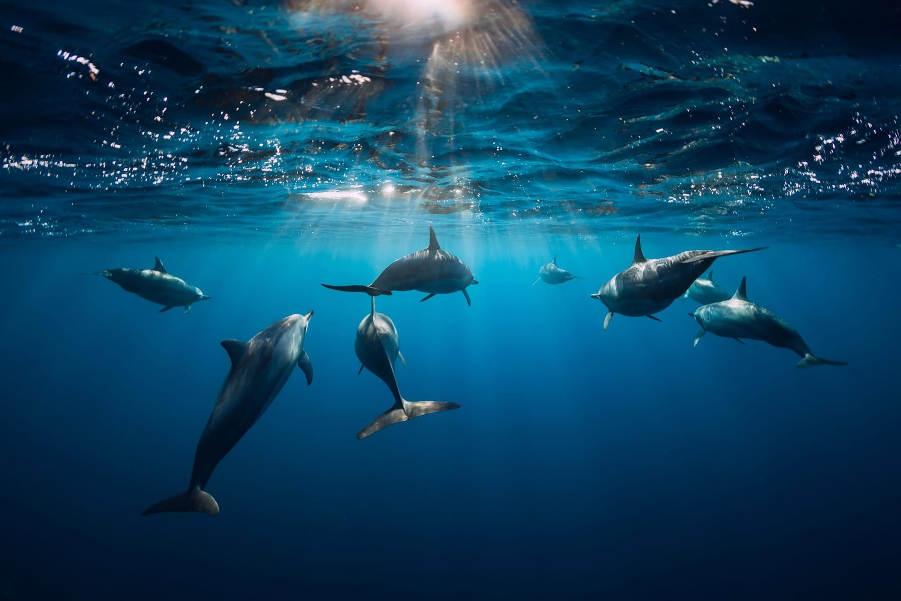 Dauphins libres dans la lumière, baie de Sataya, mer Rouge