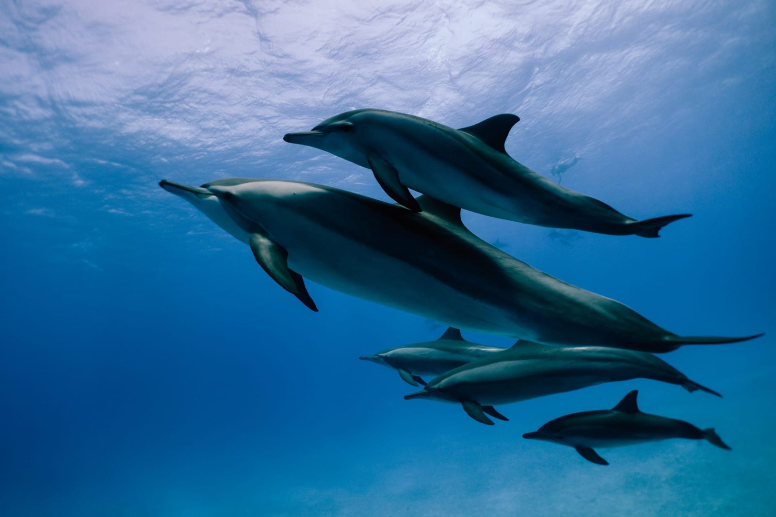 Dauphins sous l'eau, baie de Sataya