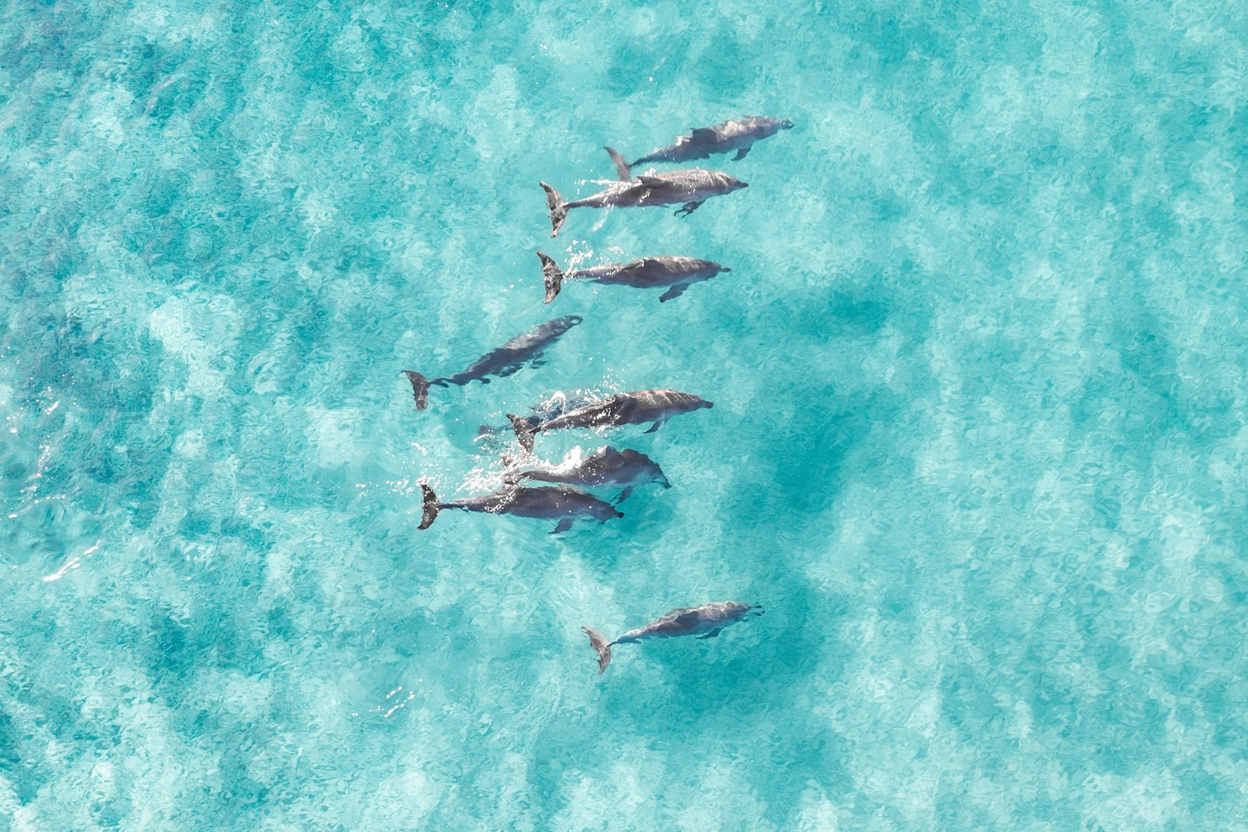 Un groupe de dauphins vu du ciel, baie de Sataya