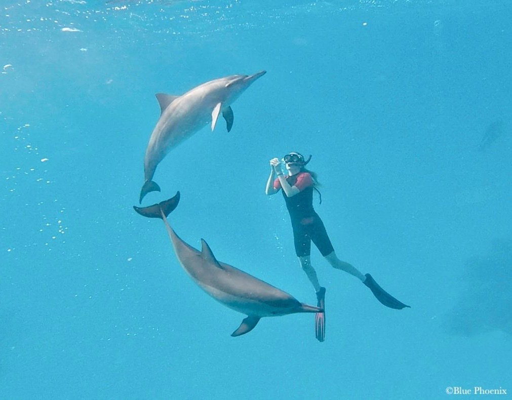 Nager avec les dauphins à Sataya