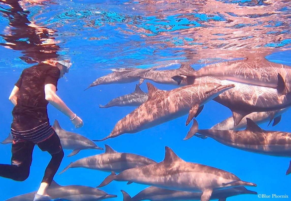 Un nageur au milieu des dauphins