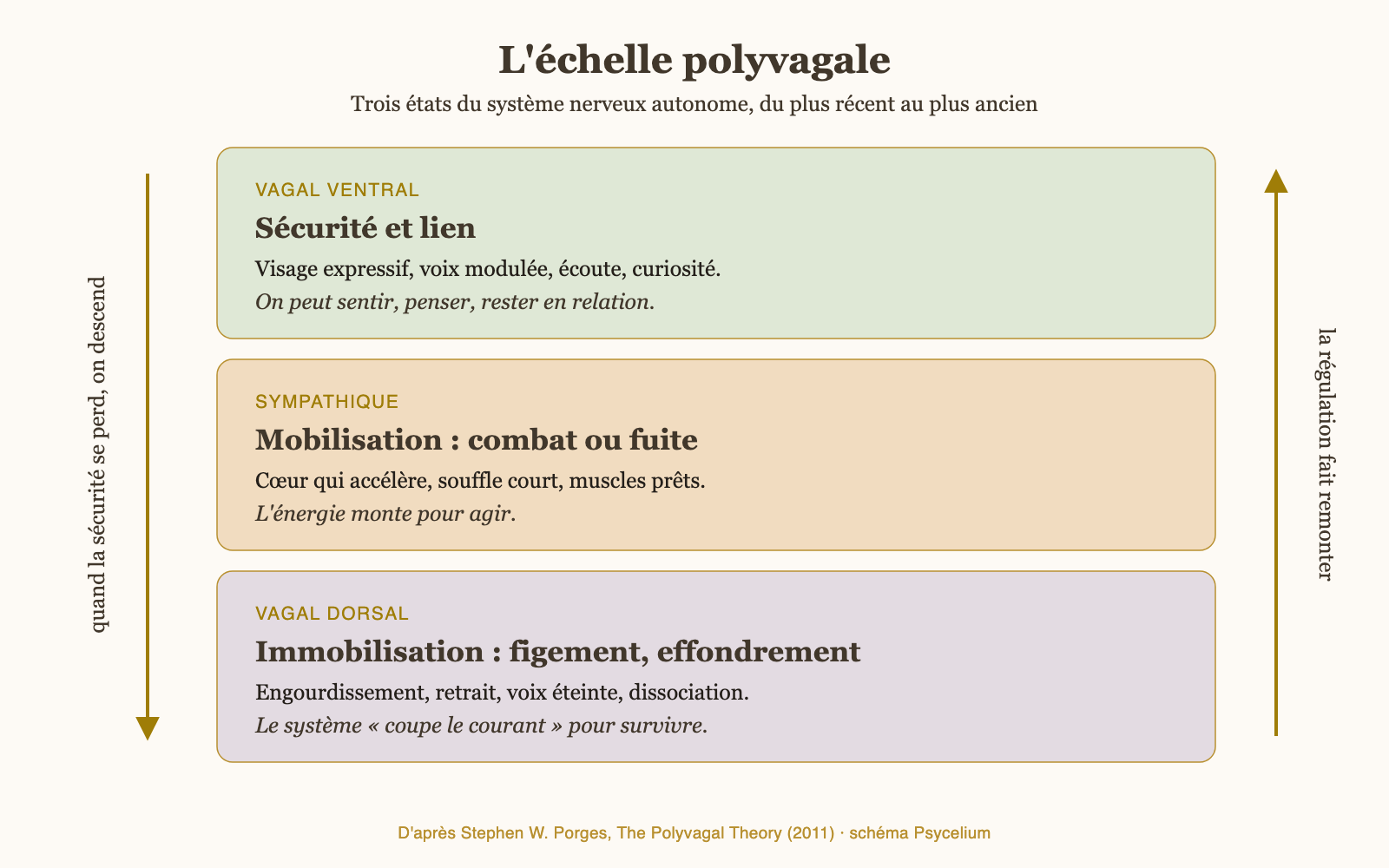 Schéma de l'échelle polyvagale : vagal ventral (sécurité et lien), sympathique (combat ou fuite), vagal dorsal (figement), d'après Stephen Porges
