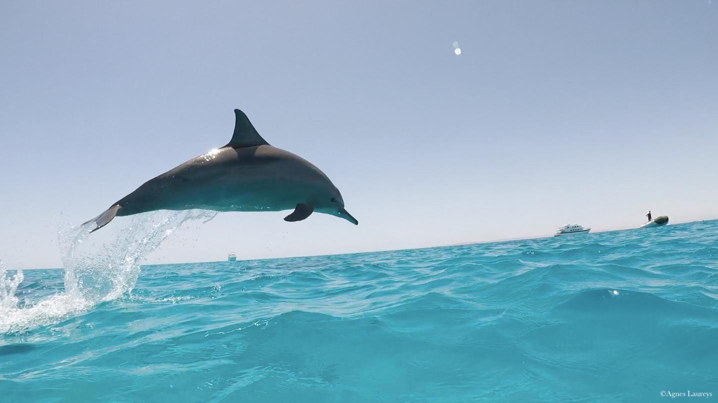 Un dauphin bondit hors de l'eau, baie de Sataya